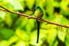 Ecuador-Guango. Long-tailed sylph hummingbird close-up. Art Print